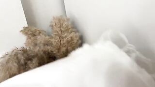 Guy smelled panties and fucked a curvy woman in her wet pussy